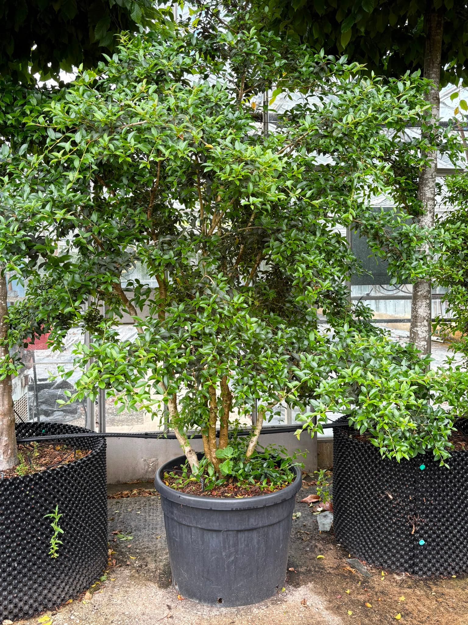 Multistem tree at Hedgeworx nursery