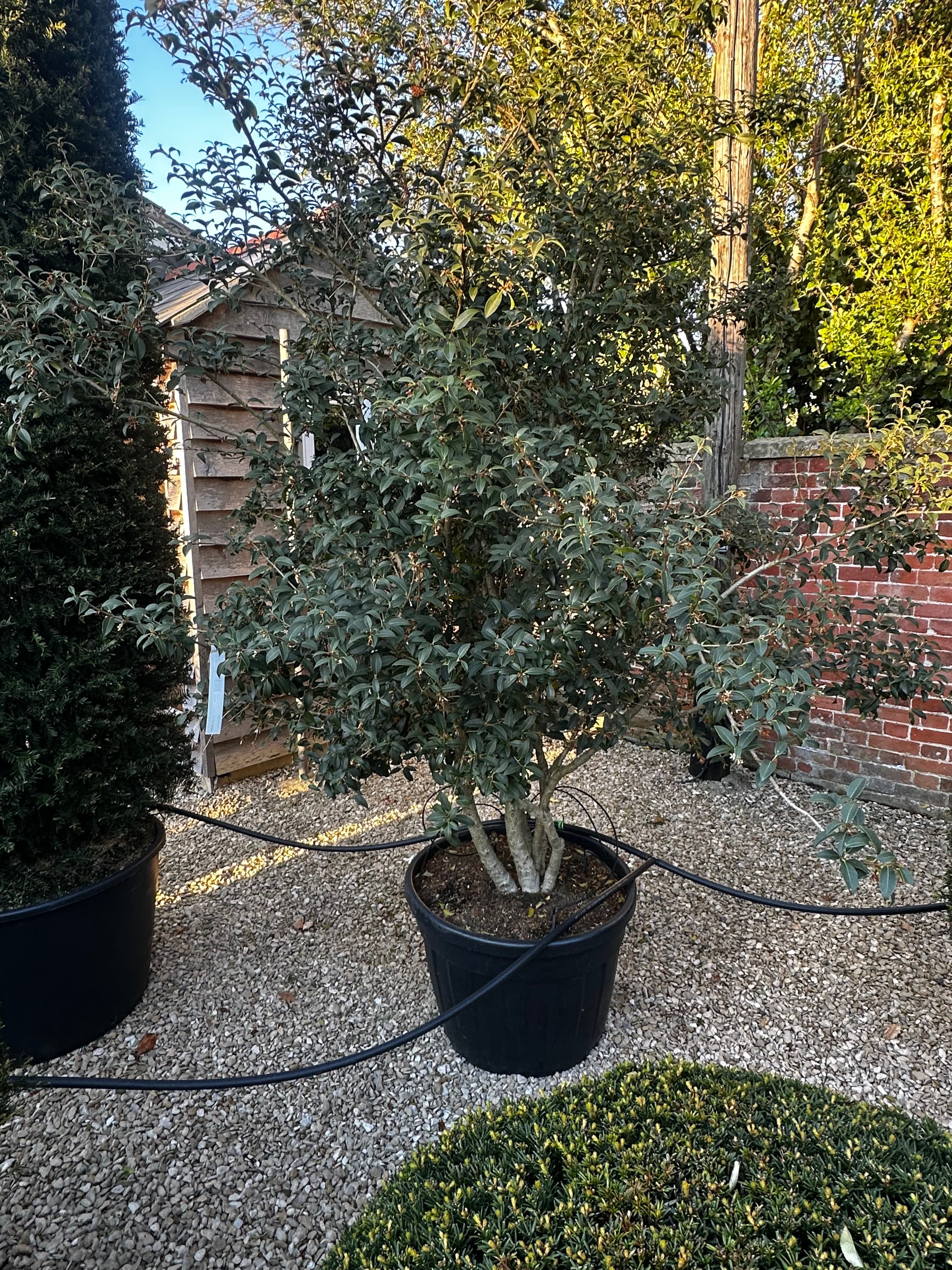 Multistem tree at Hedgeworx nursery