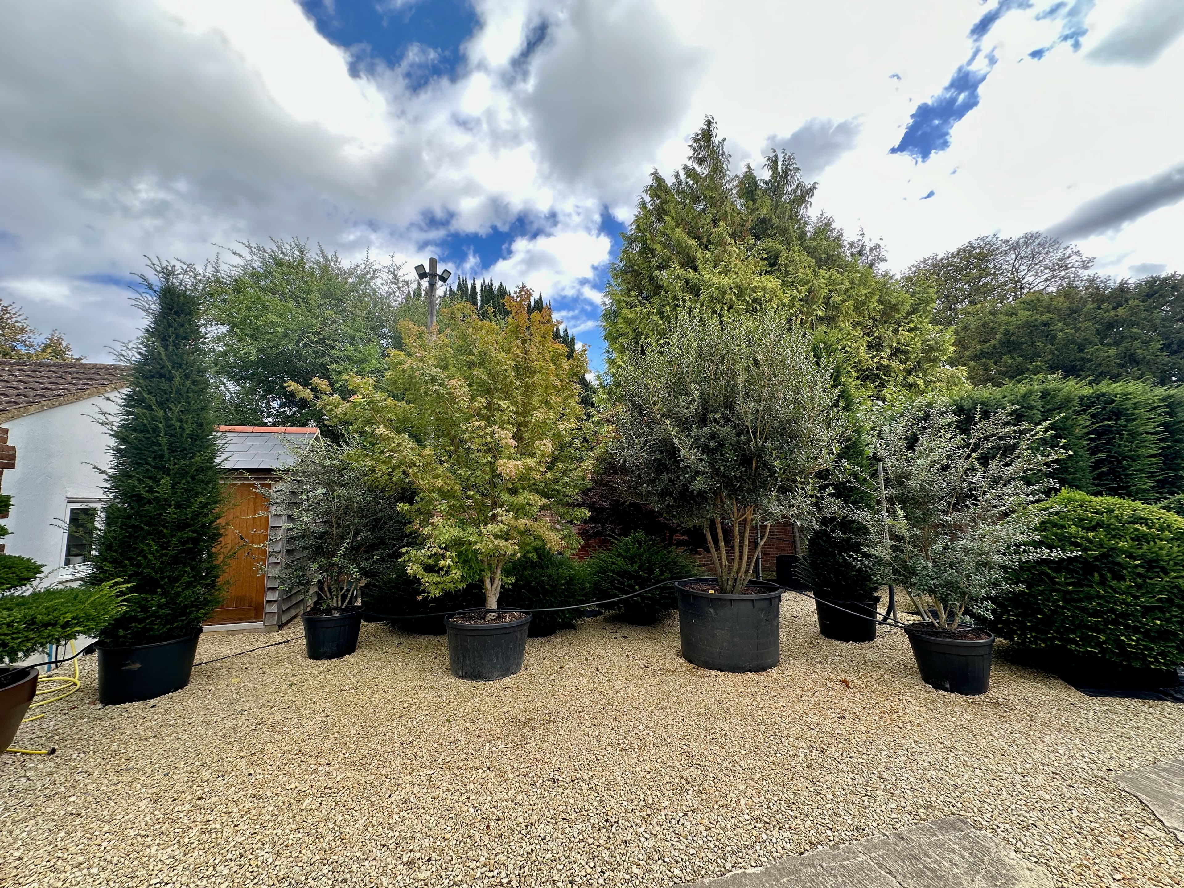 Multistem tree at Hedgeworx nursery