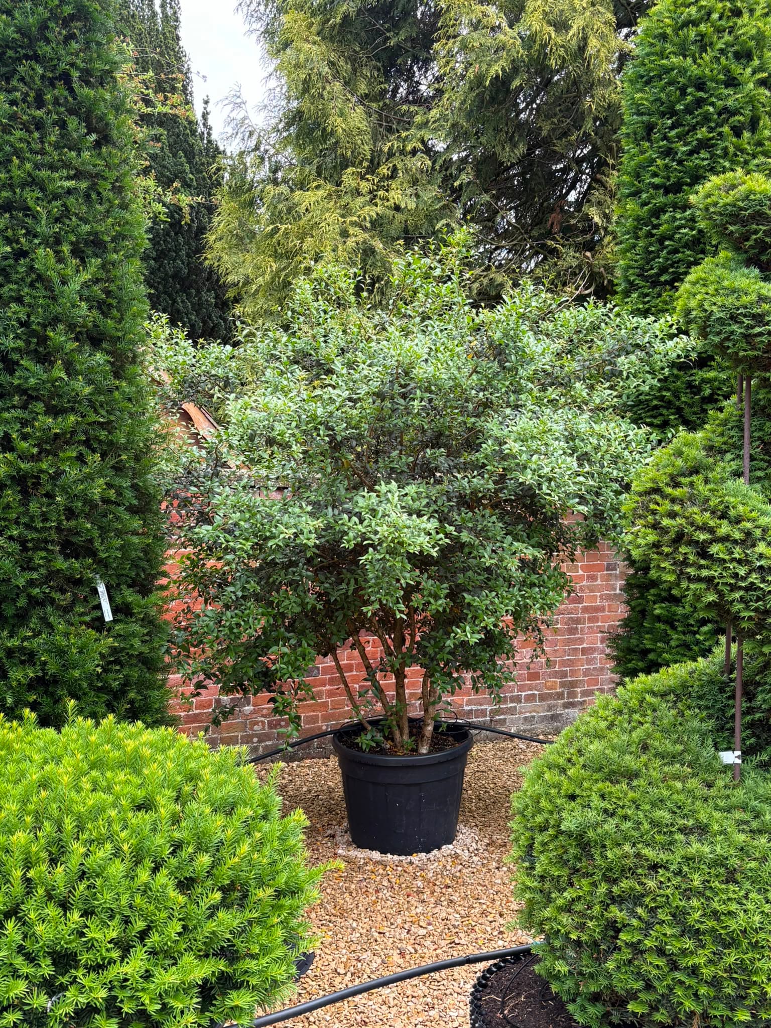 Multistem tree at Hedgeworx nursery