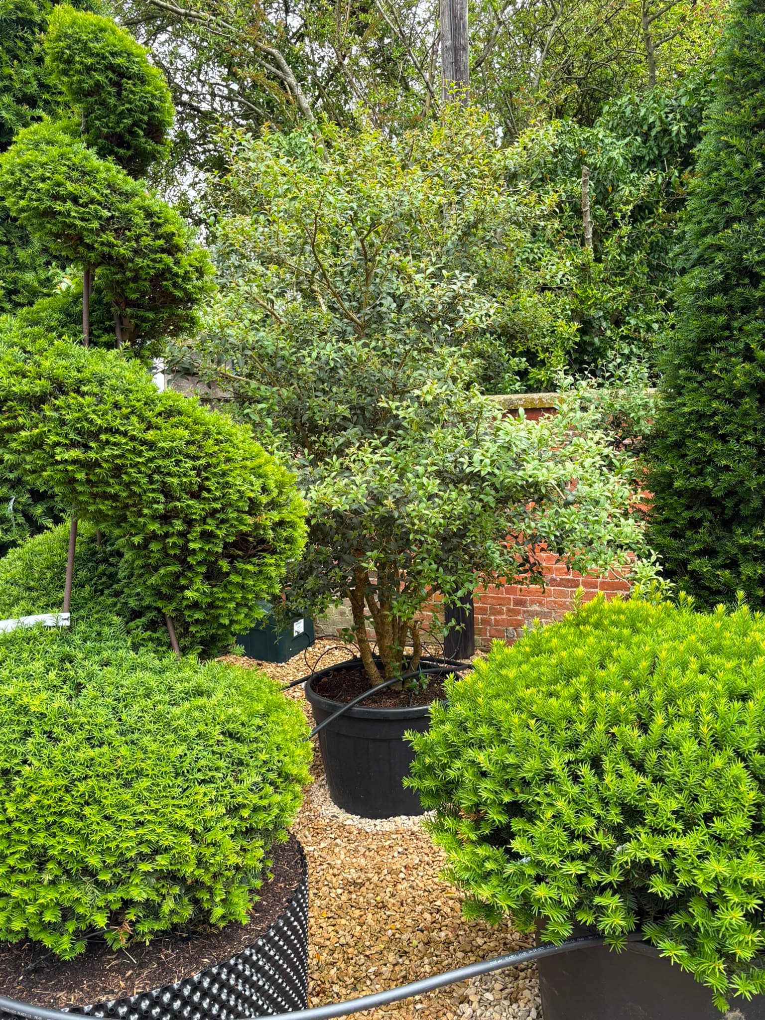 Multistem tree at Hedgeworx nursery
