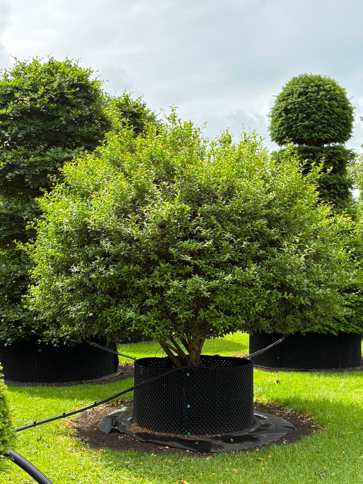 Multistem tree at Hedgeworx nursery