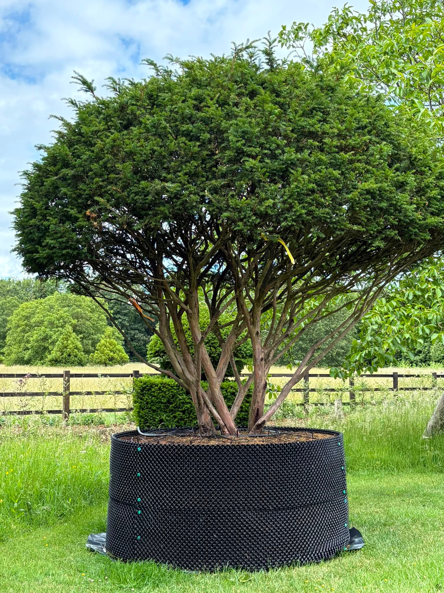 Multistem tree at Hedgeworx nursery