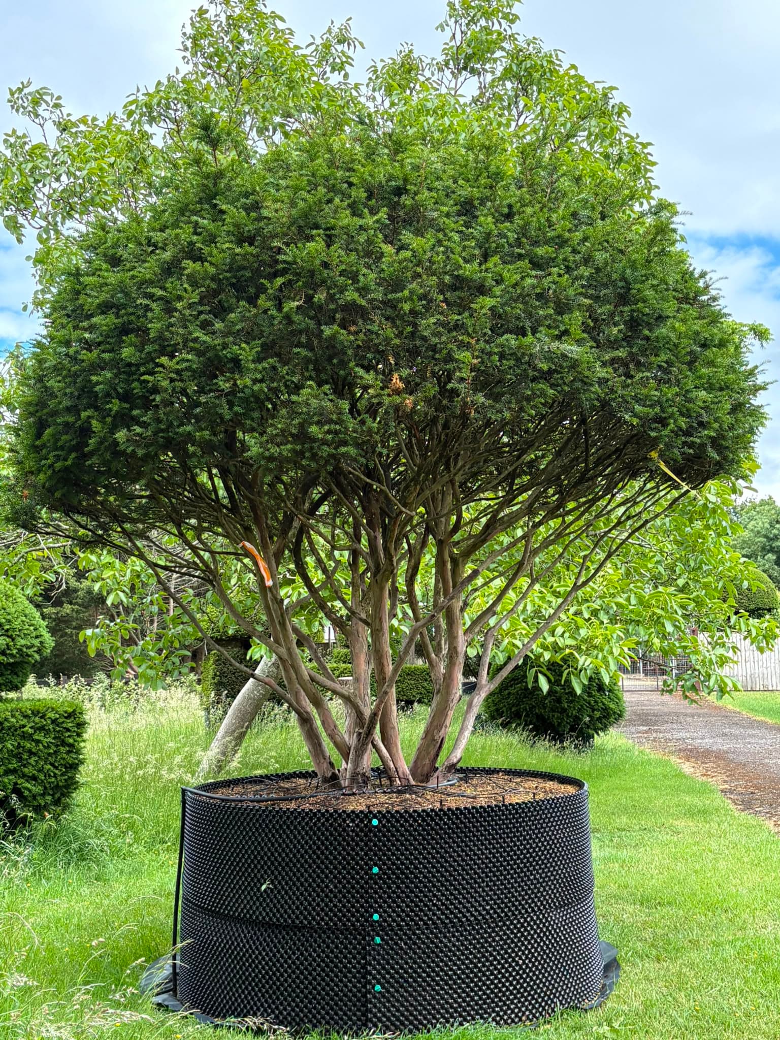Multistem tree at Hedgeworx nursery
