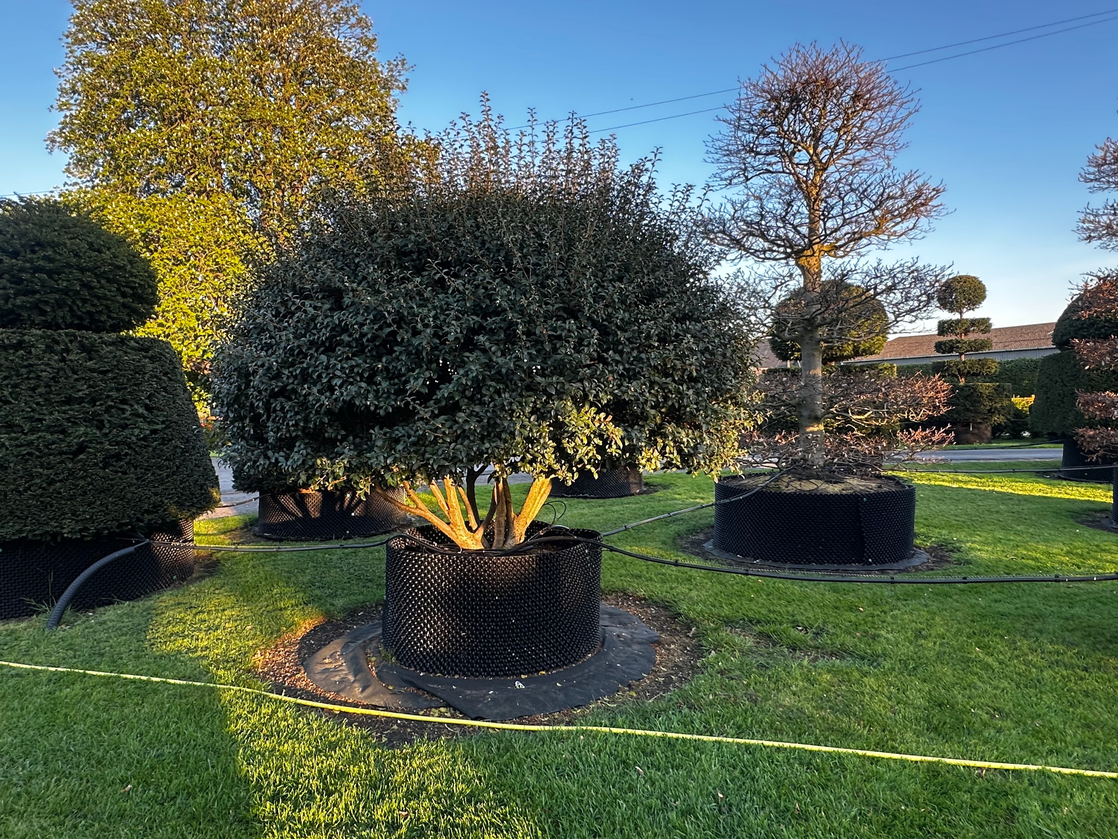 Multistem Trees
