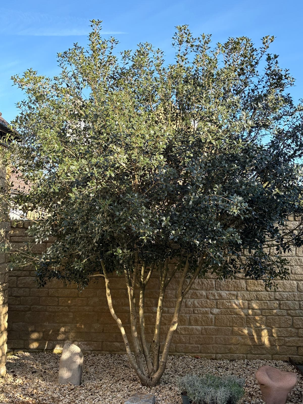 Multistem Olive tree with silvery-green foliage against stone wall