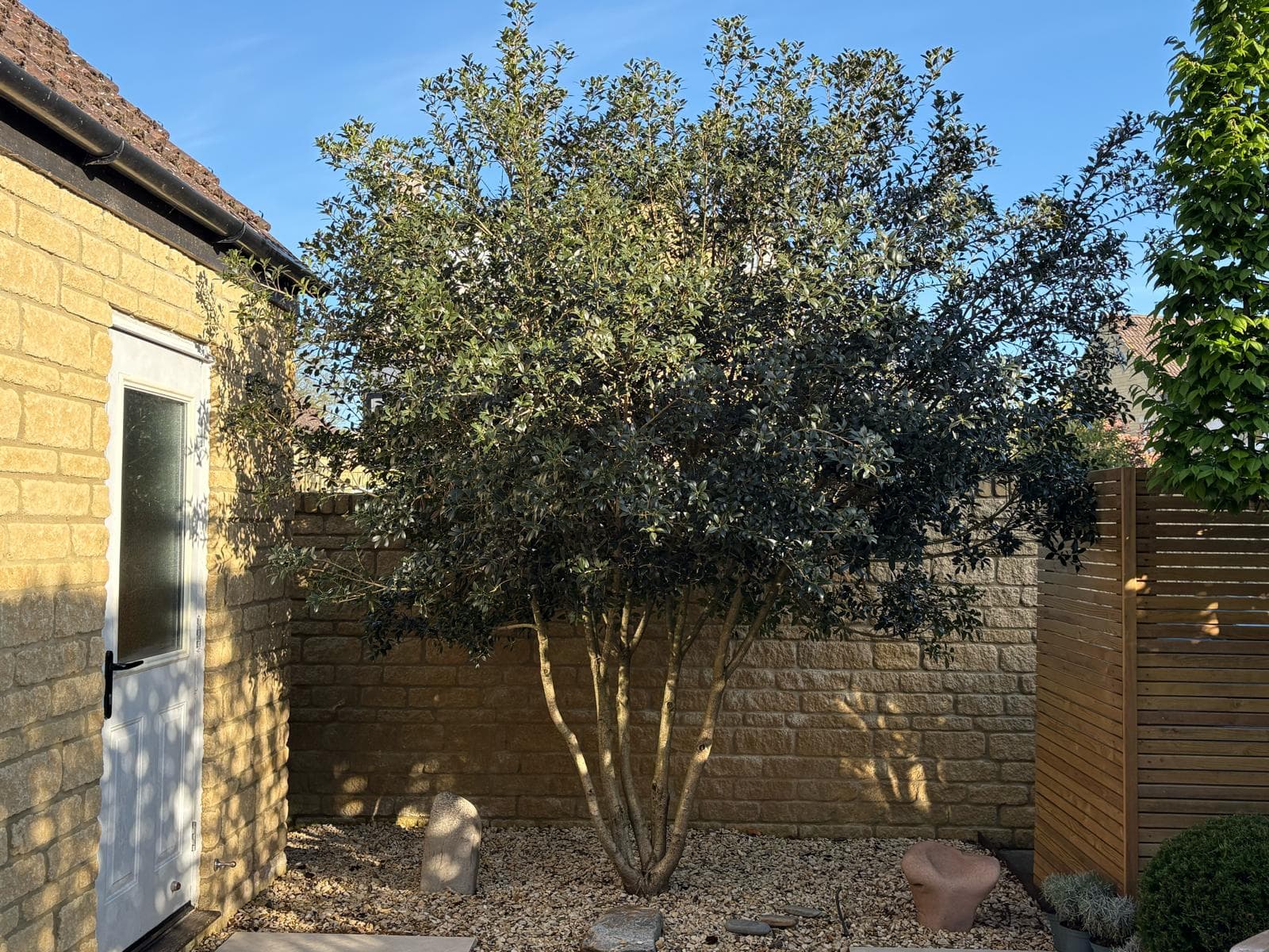 Multistem Olive tree planted in courtyard garden setting