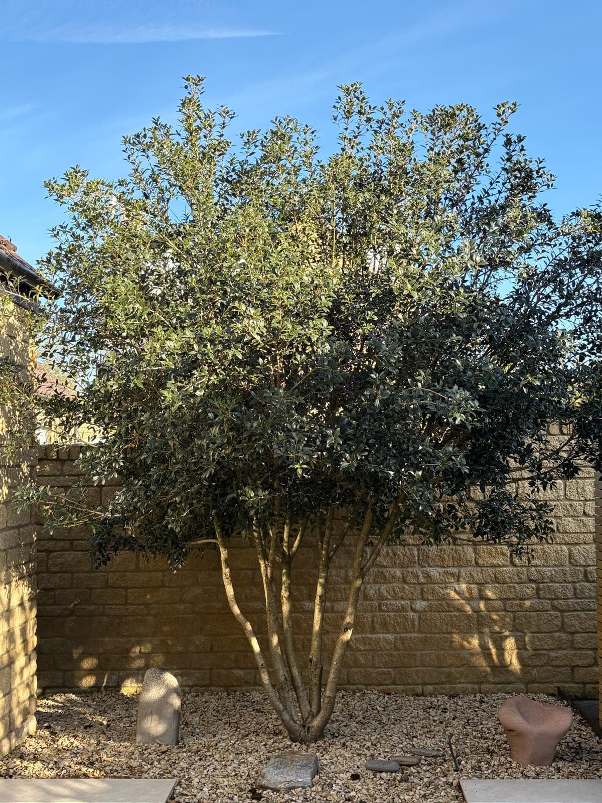 Multistem Olive showing silver foliage and branching structure