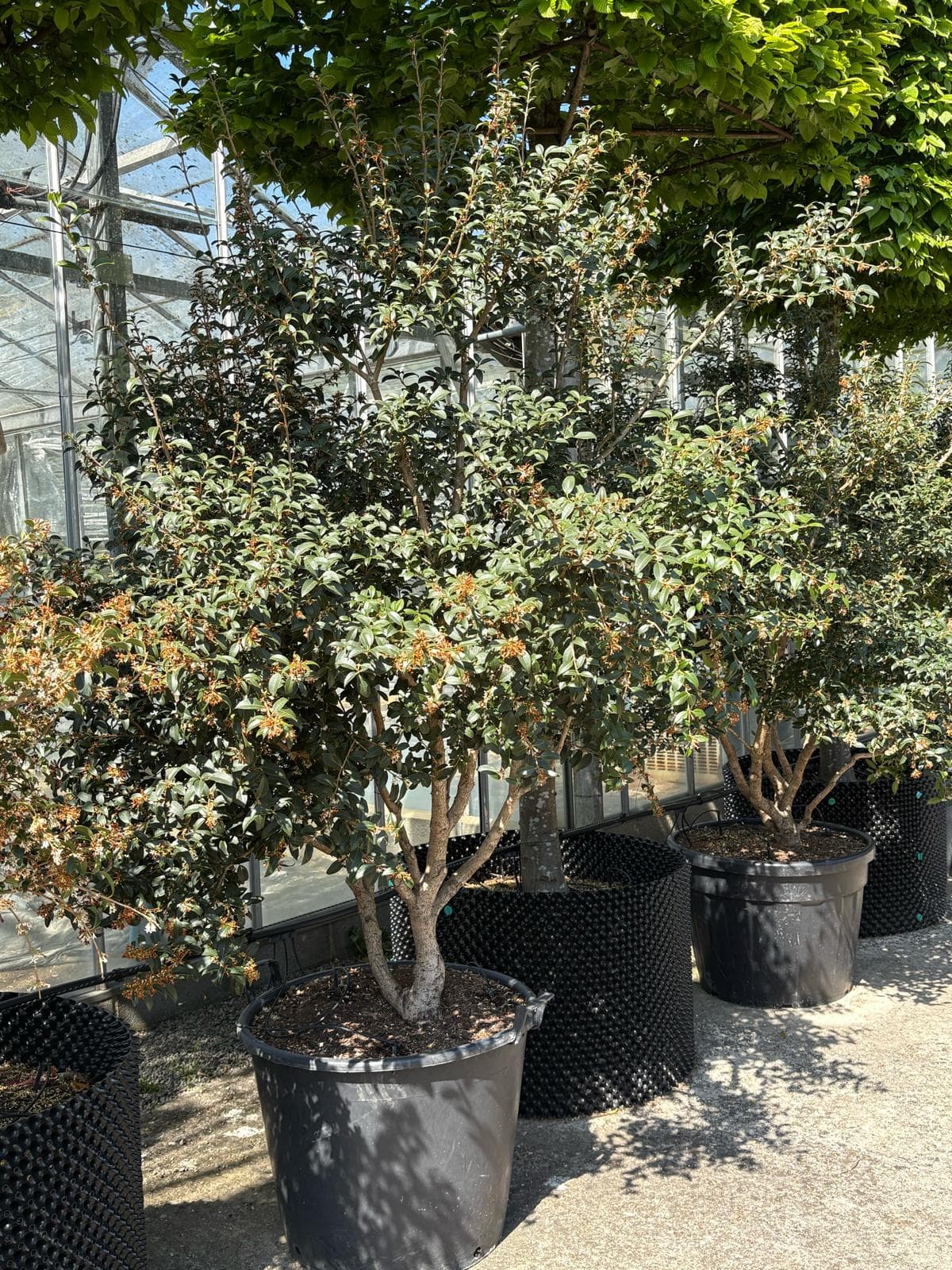 Multistem Osmanthus burkwoodii close-up showing branching structure
