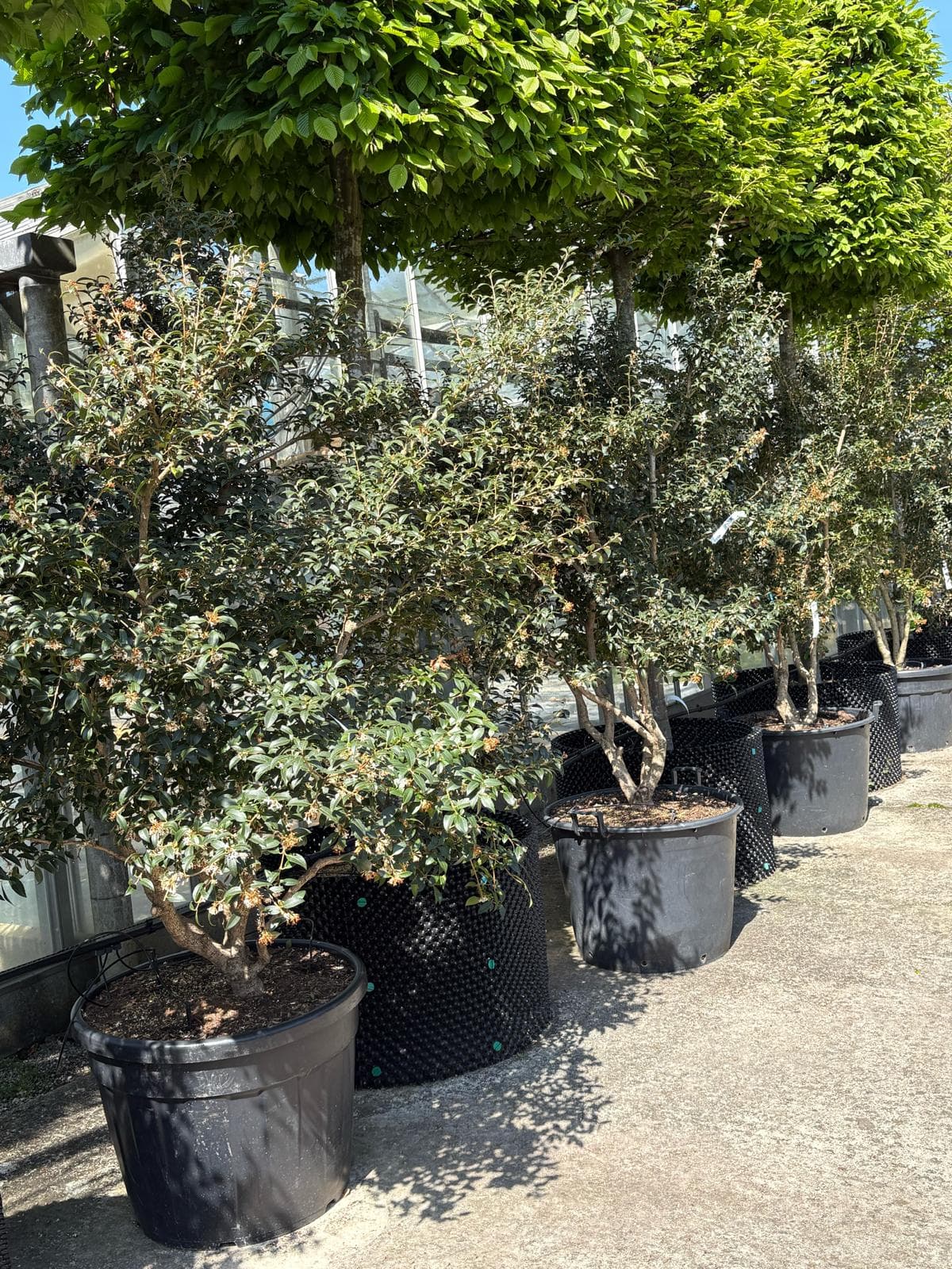 Multistem Osmanthus burkwoodii row containerised at nursery