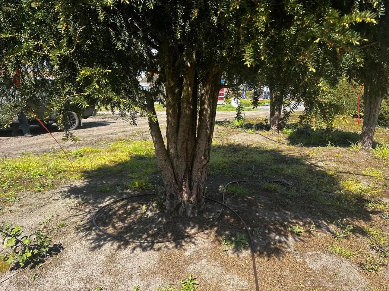 Multistem tree landscape at nursery