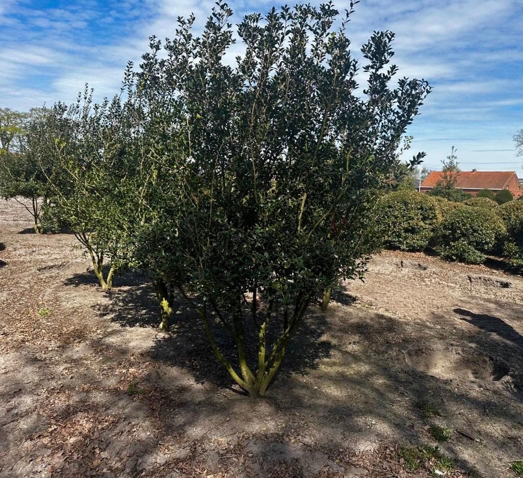 Multistem tree specimen at nursery
