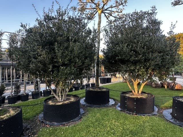 Multistem trees containerised at nursery