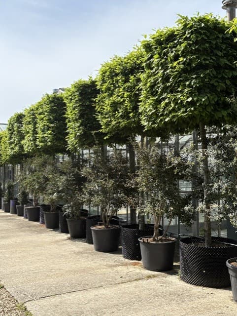 Multistem trees in row at nursery containerised