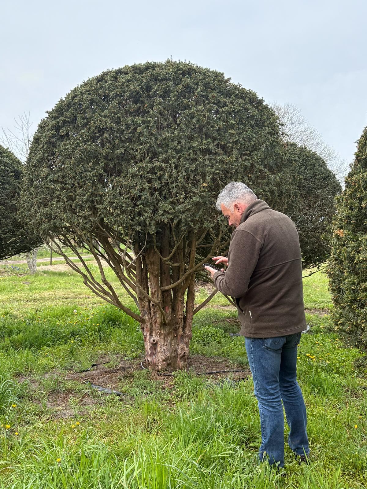 Large multistem Yew dome with person for scale at nursery
