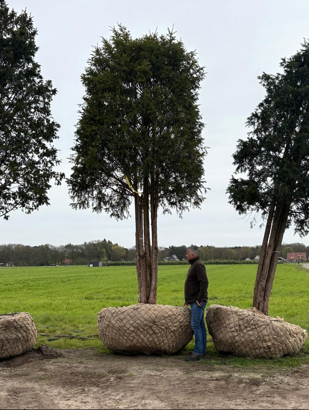 Large rootballed multistem Yew specimens in field ready for dispatch