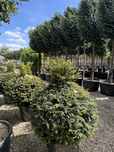 Nursery topiary row with pleached trees