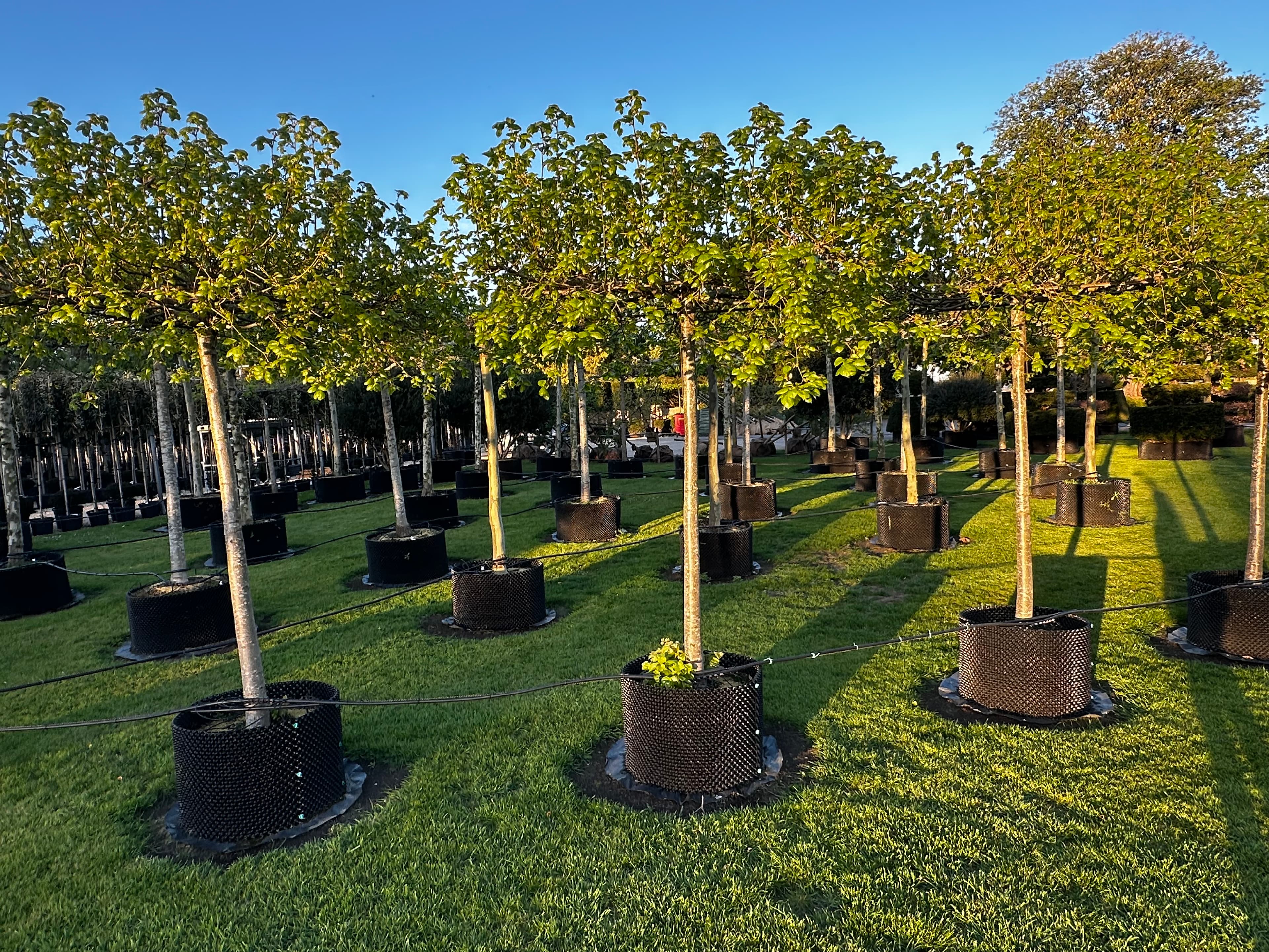 Parasol tree at Hedgeworx nursery