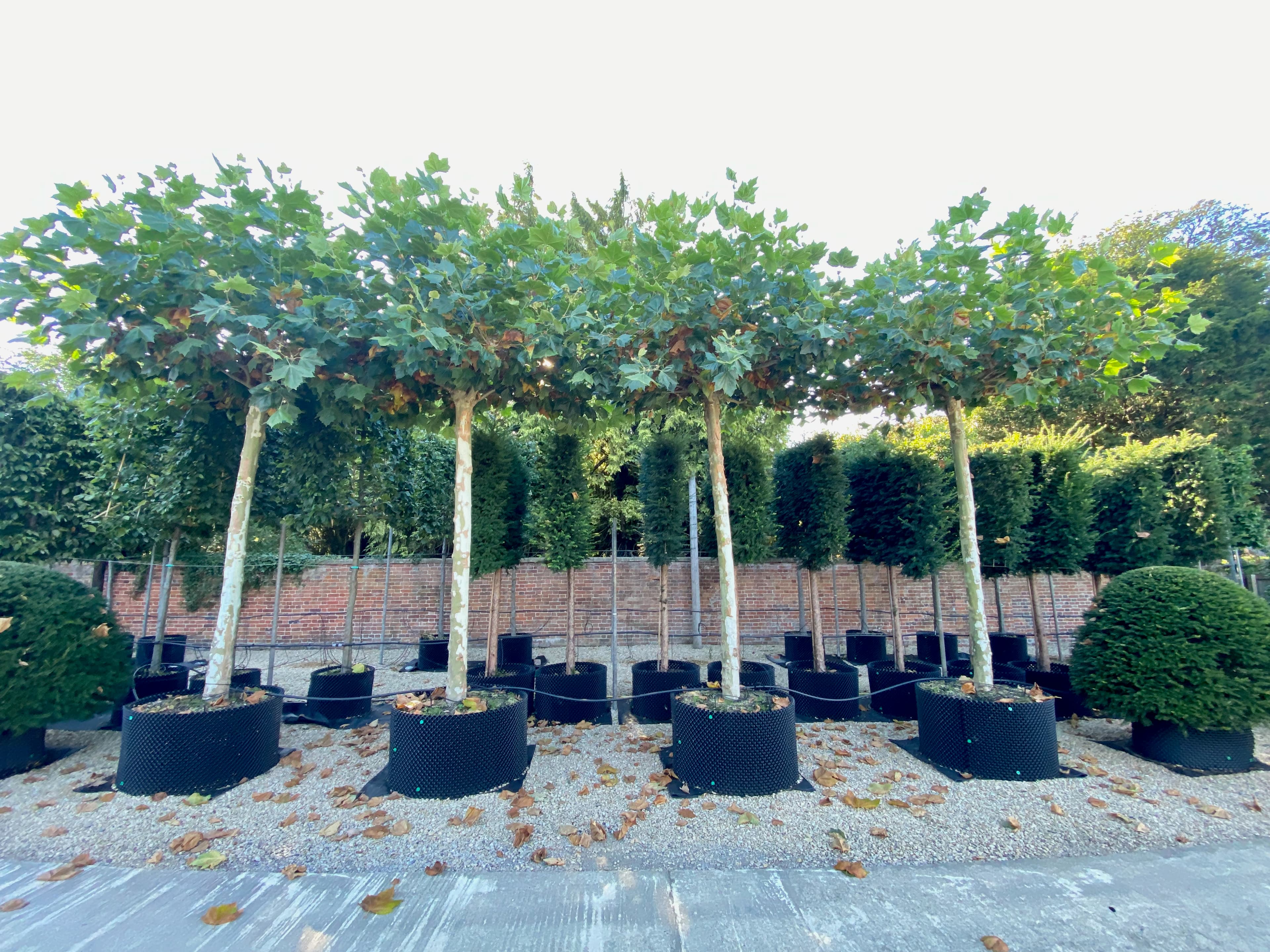 Parasol tree at Hedgeworx nursery