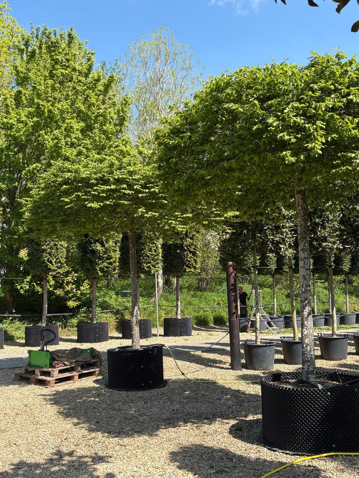 Parasol Hornbeam group showing containerised specimens at nursery
