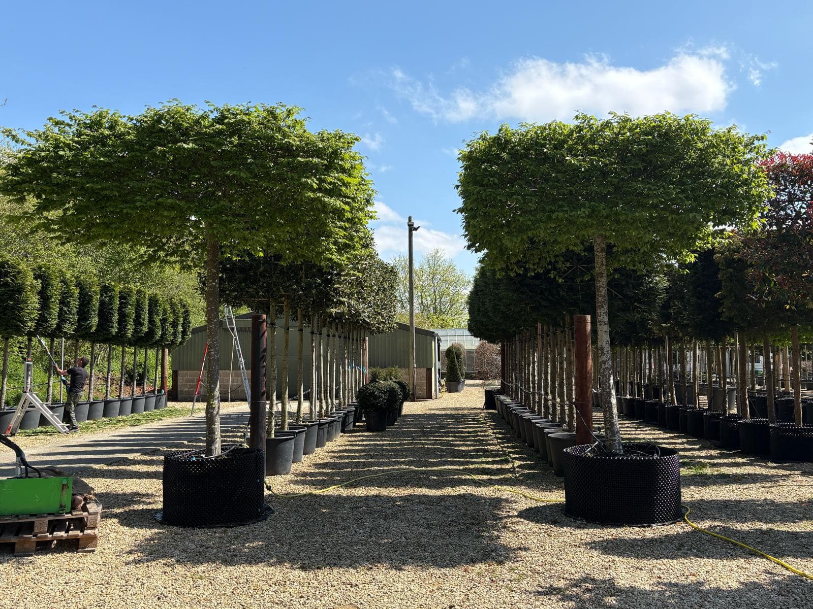 Parasol Hornbeam rows showing canopy perspective at nursery