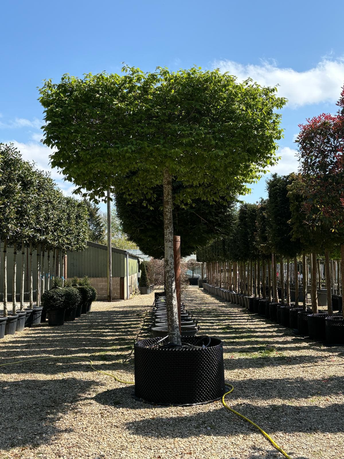 Parasol Hornbeam single specimen showing flat umbrella canopy