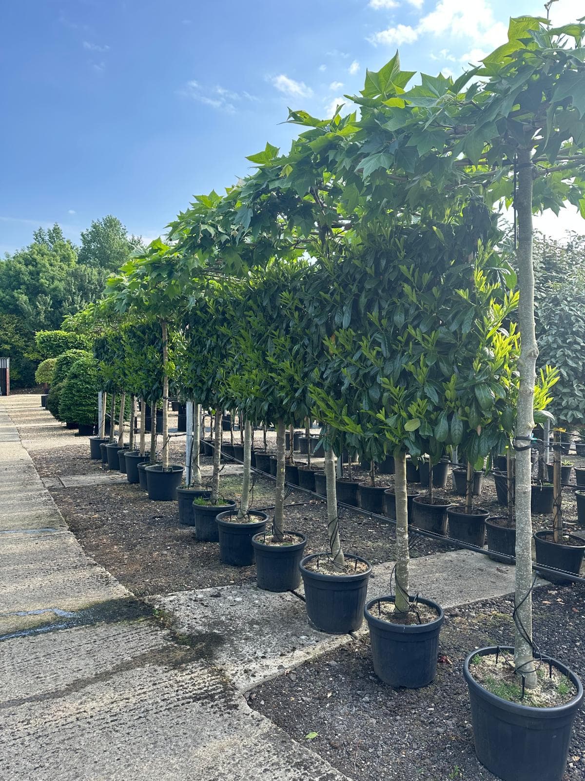 Row of parasol Liquidambar trees at container nursery in summer