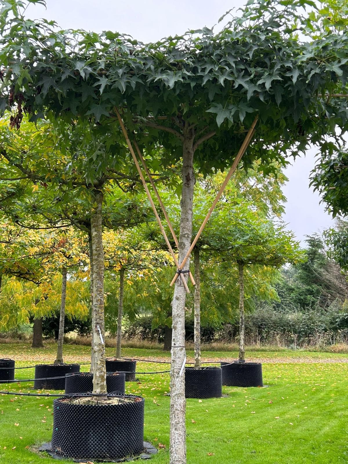 Parasol Liquidambar single specimen on nursery lawn in early autumn