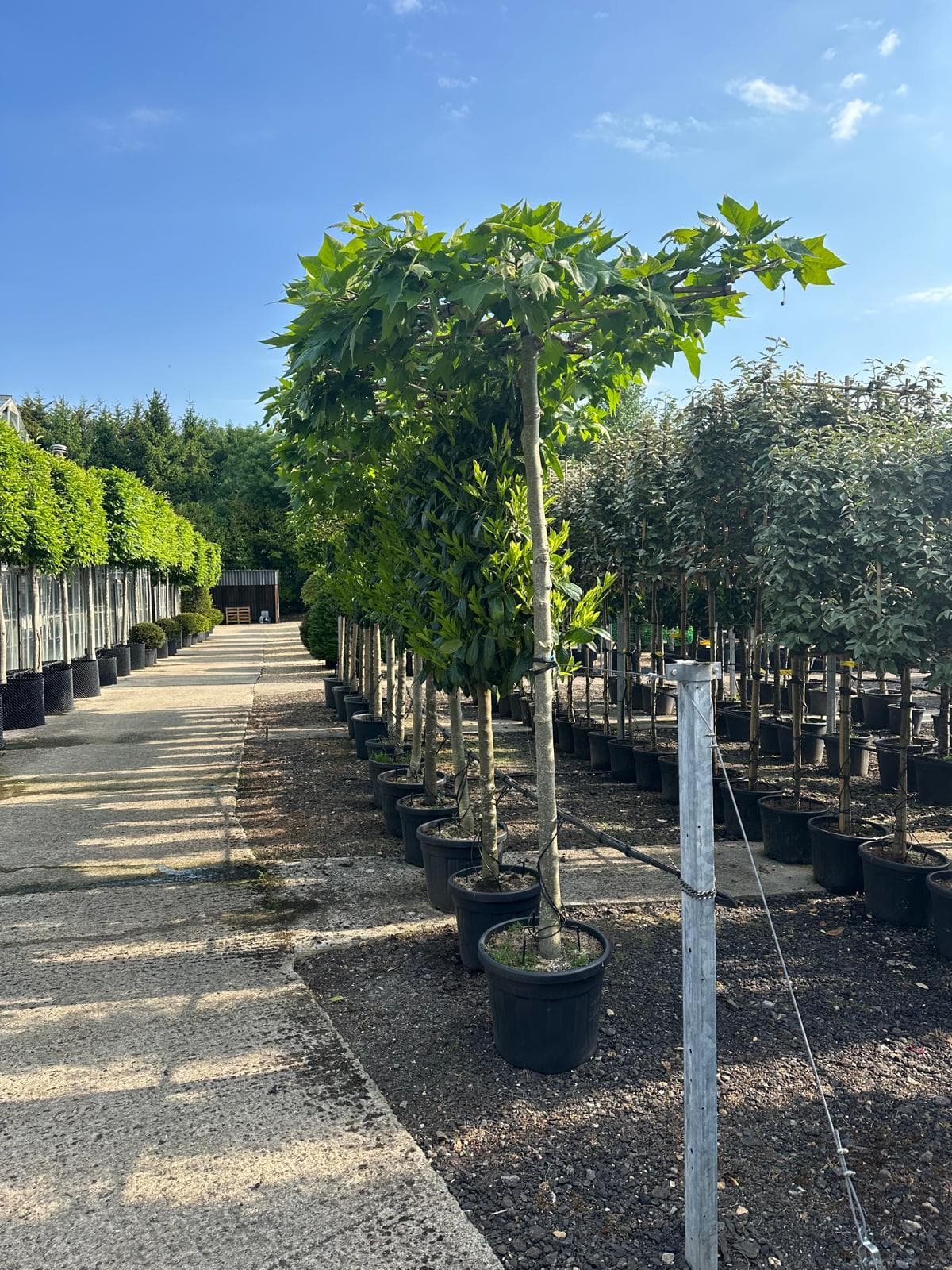 Parasol Liquidambar single specimen at nursery