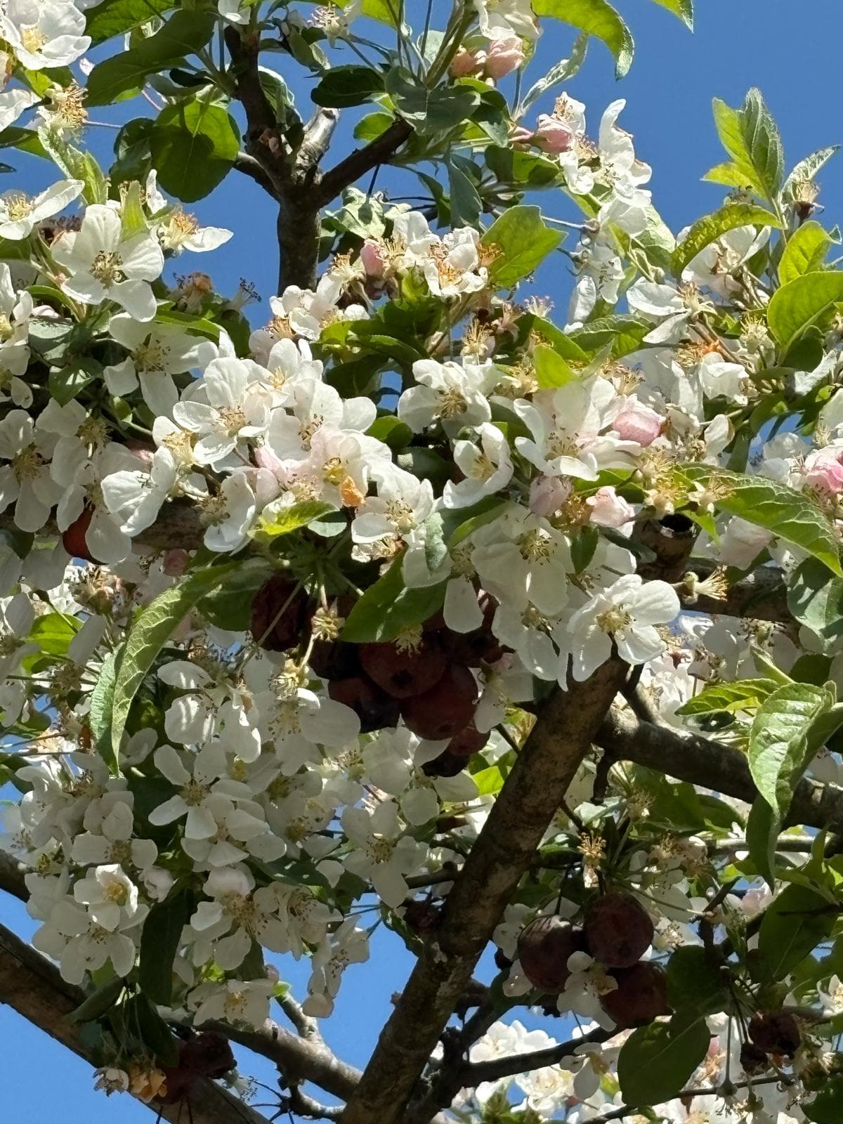 Parasol Malus Red Sentinel blossom close-up with red berries