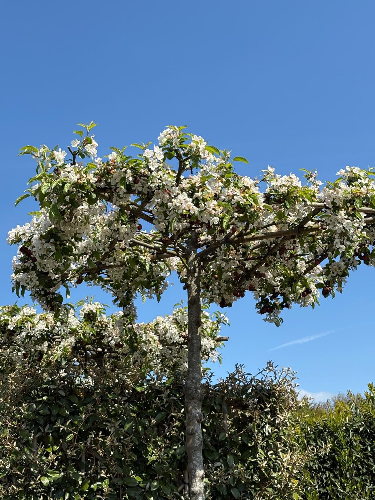 Parasol Malus Red Sentinel canopy in full white blossom from below
