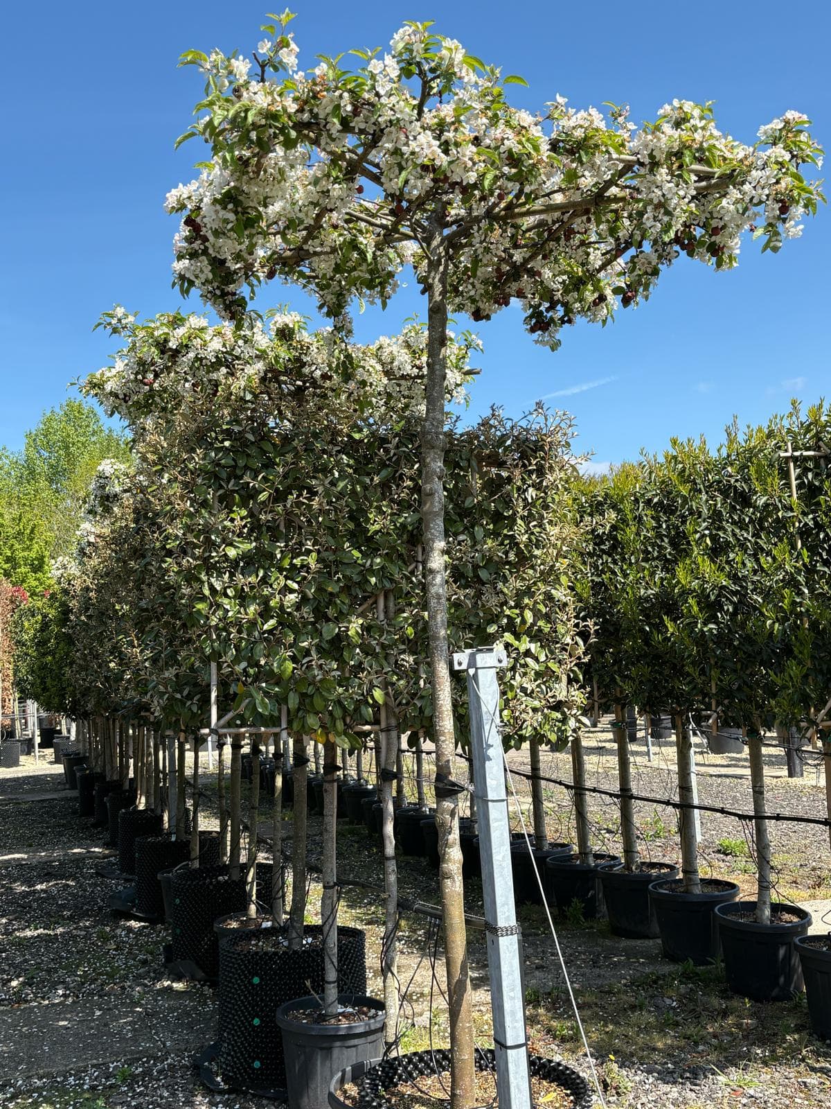 Parasol Malus Red Sentinel full tree in blossom angle view