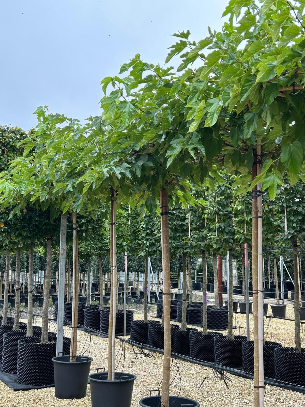 Parasol Morus (Mulberry) trees closer view showing flat canopy