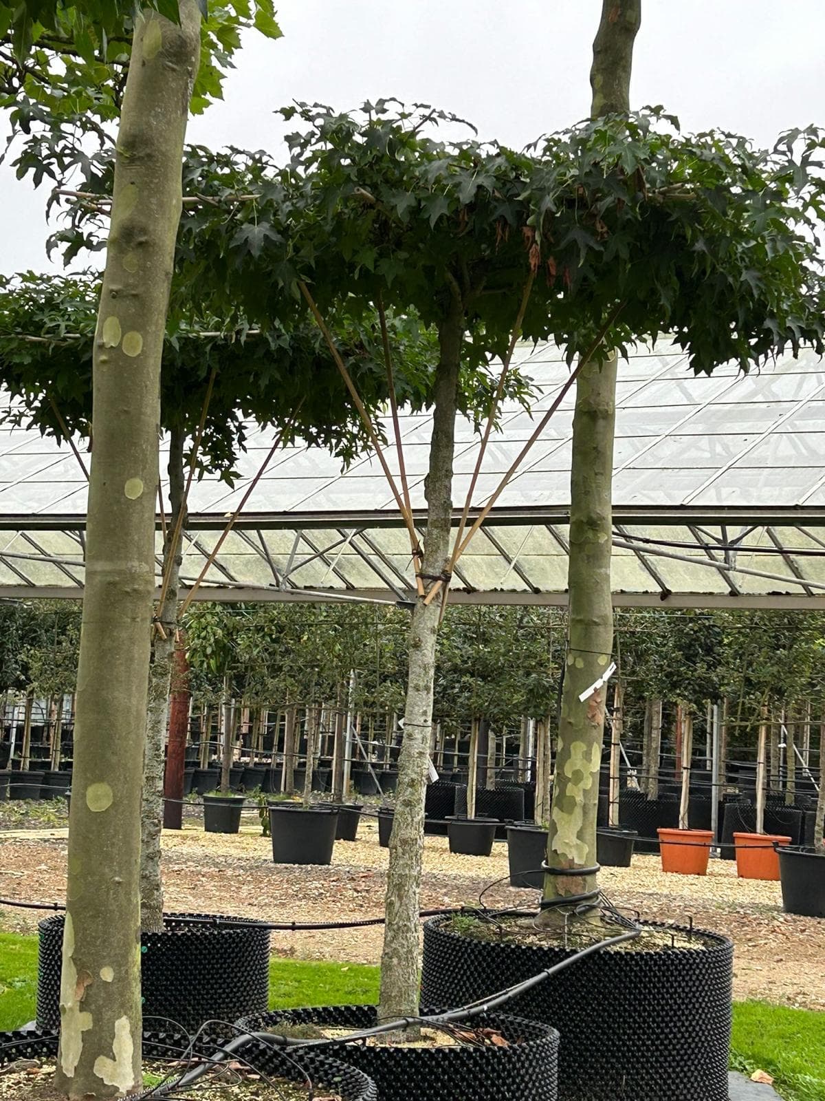 Close-up view of parasol Platanus canopy between trunks at nursery