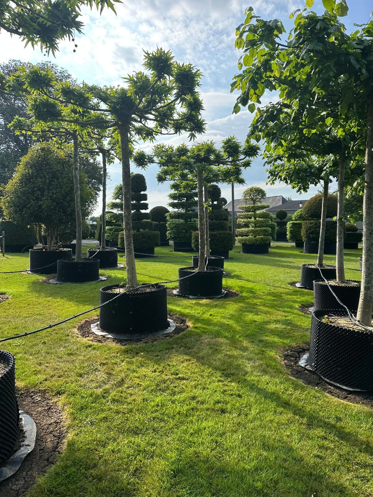 Containerised parasol Platanus trees on nursery lawn with topiary behind
