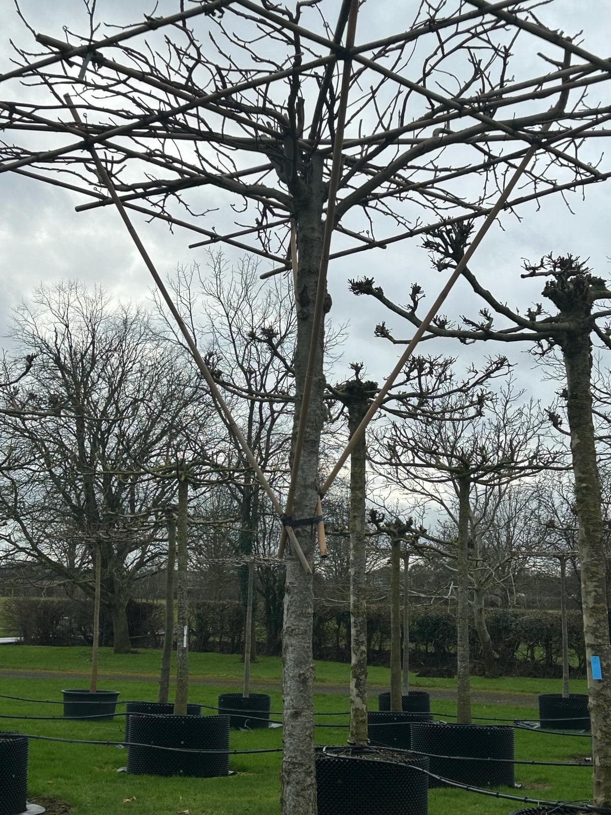 Parasol Platanus dormant branch detail showing trained structure