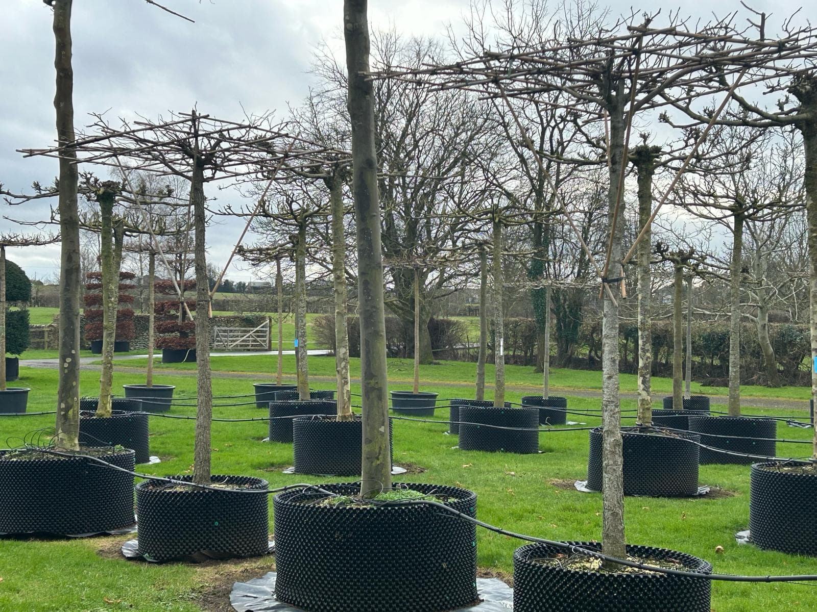 Parasol Platanus trees in dormant winter state showing bare framework