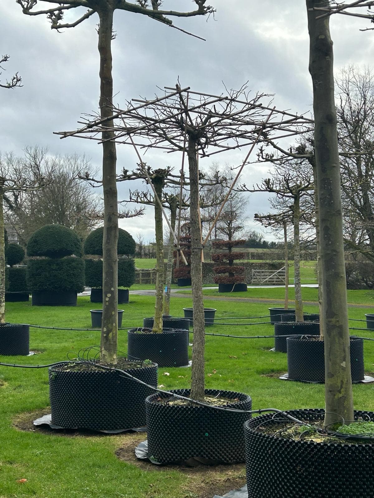 Dormant parasol Platanus with cane supports and topiary in background
