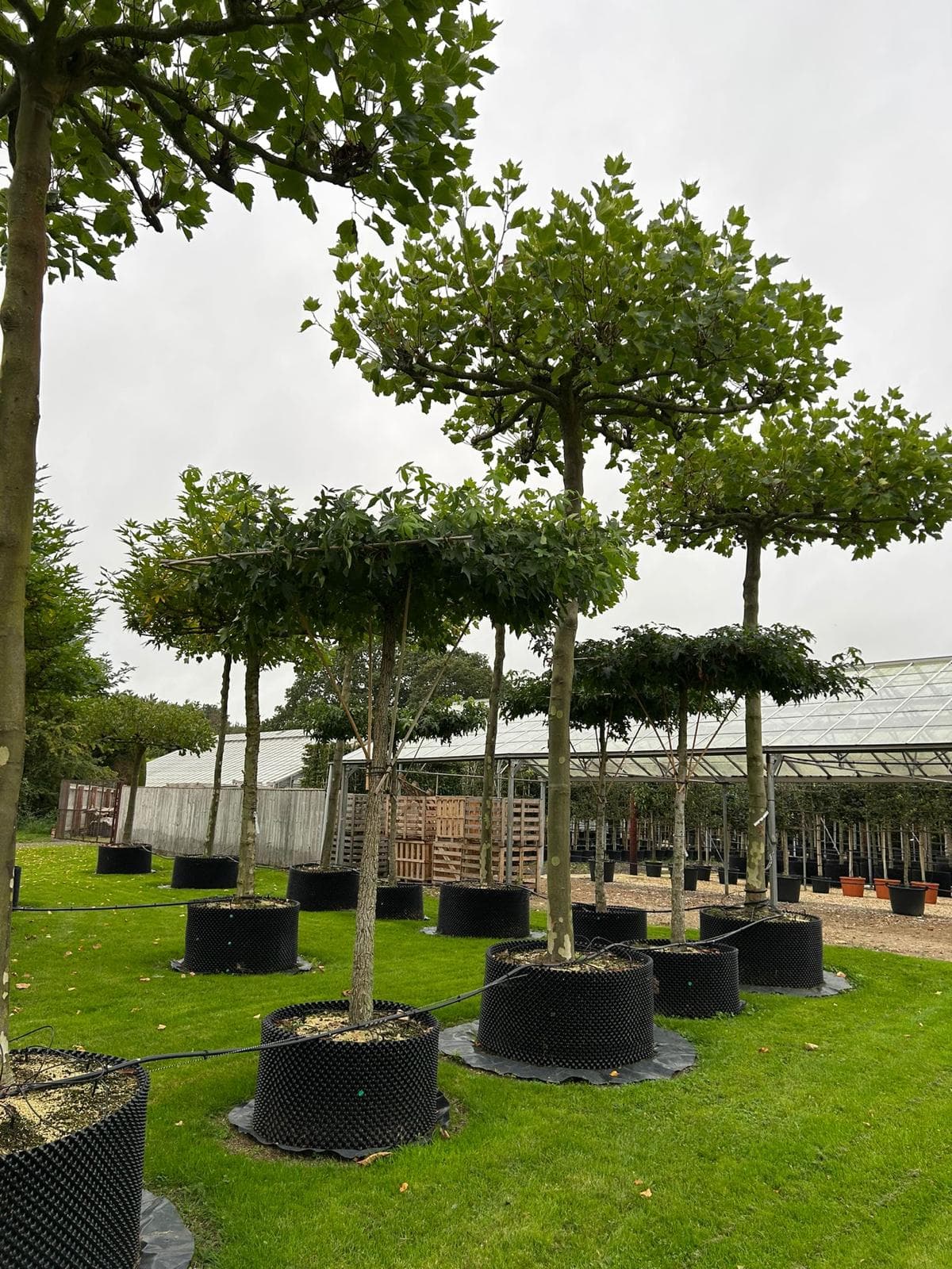 Group of parasol Platanus trees in full leaf on nursery lawn
