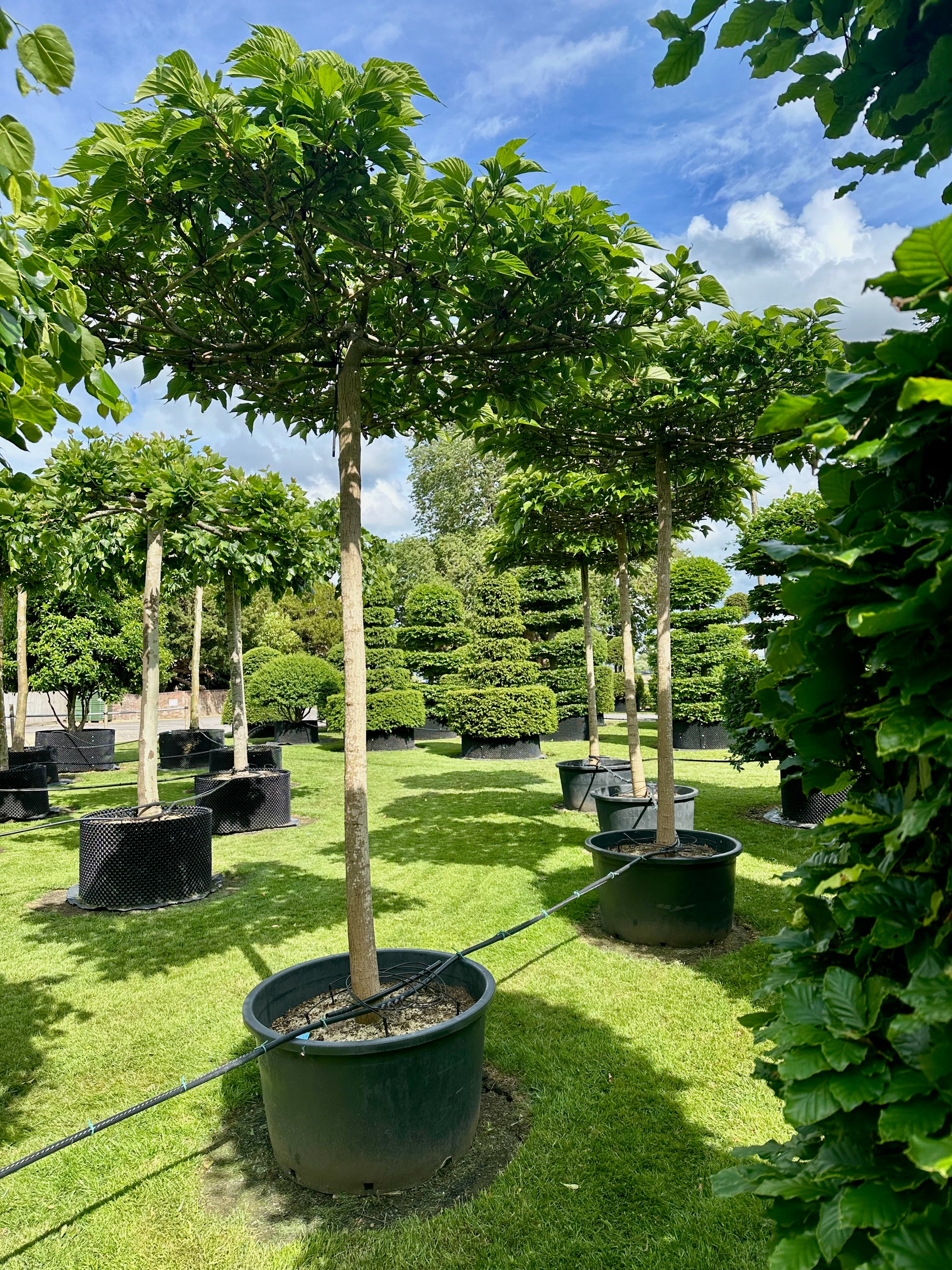 Parasol roof-trained trees at Hedgeworx nursery