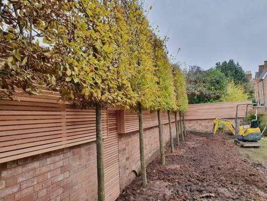 Pleached trees being planted in a straight line