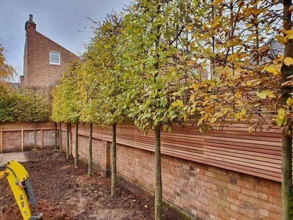 Completed pleached tree screen installation
