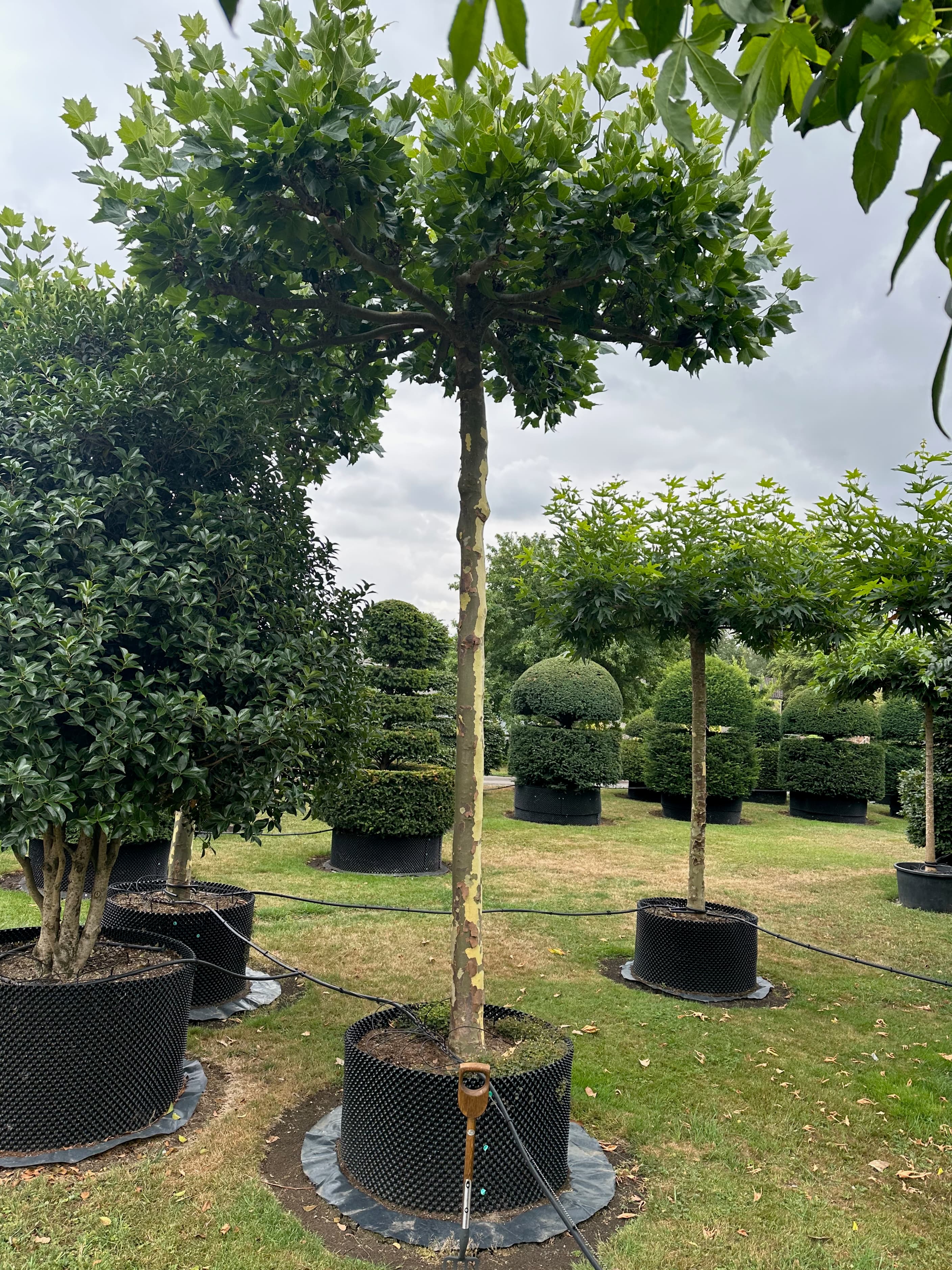 Platanus hispanica parasol (roof) tree at Hedgeworx nursery