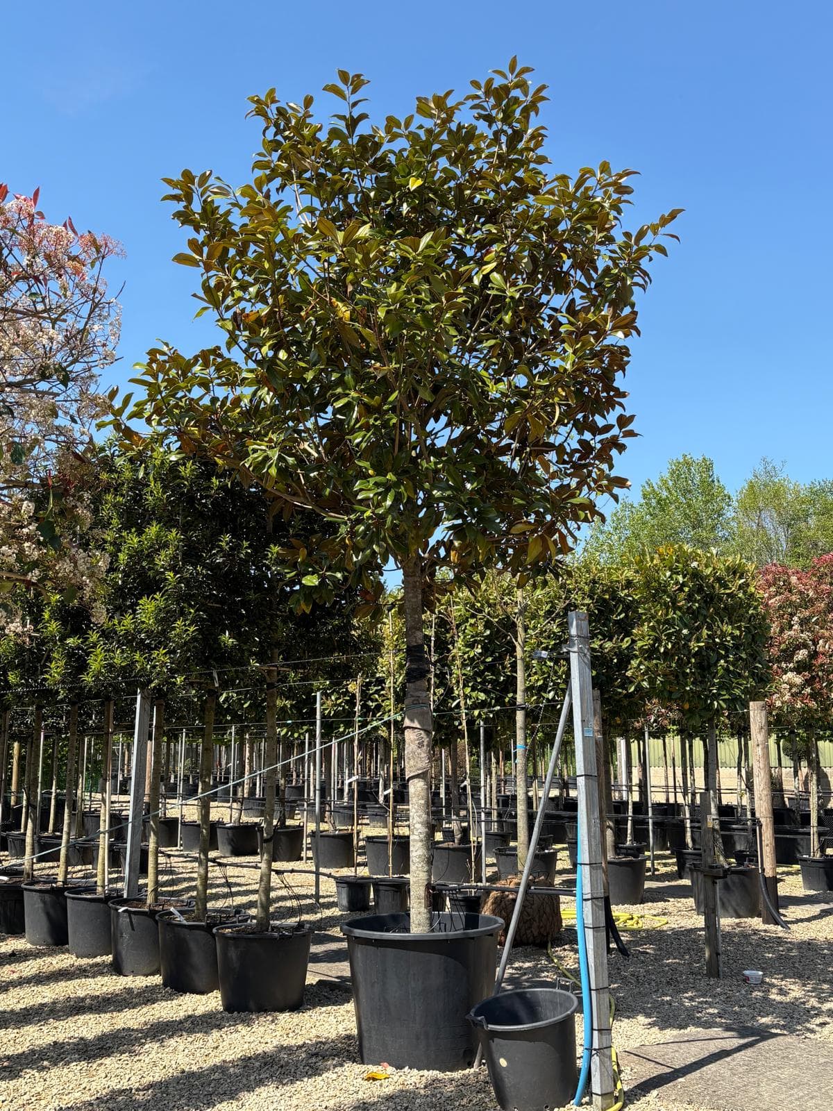 Specimen tree portrait at Hedgeworx nursery