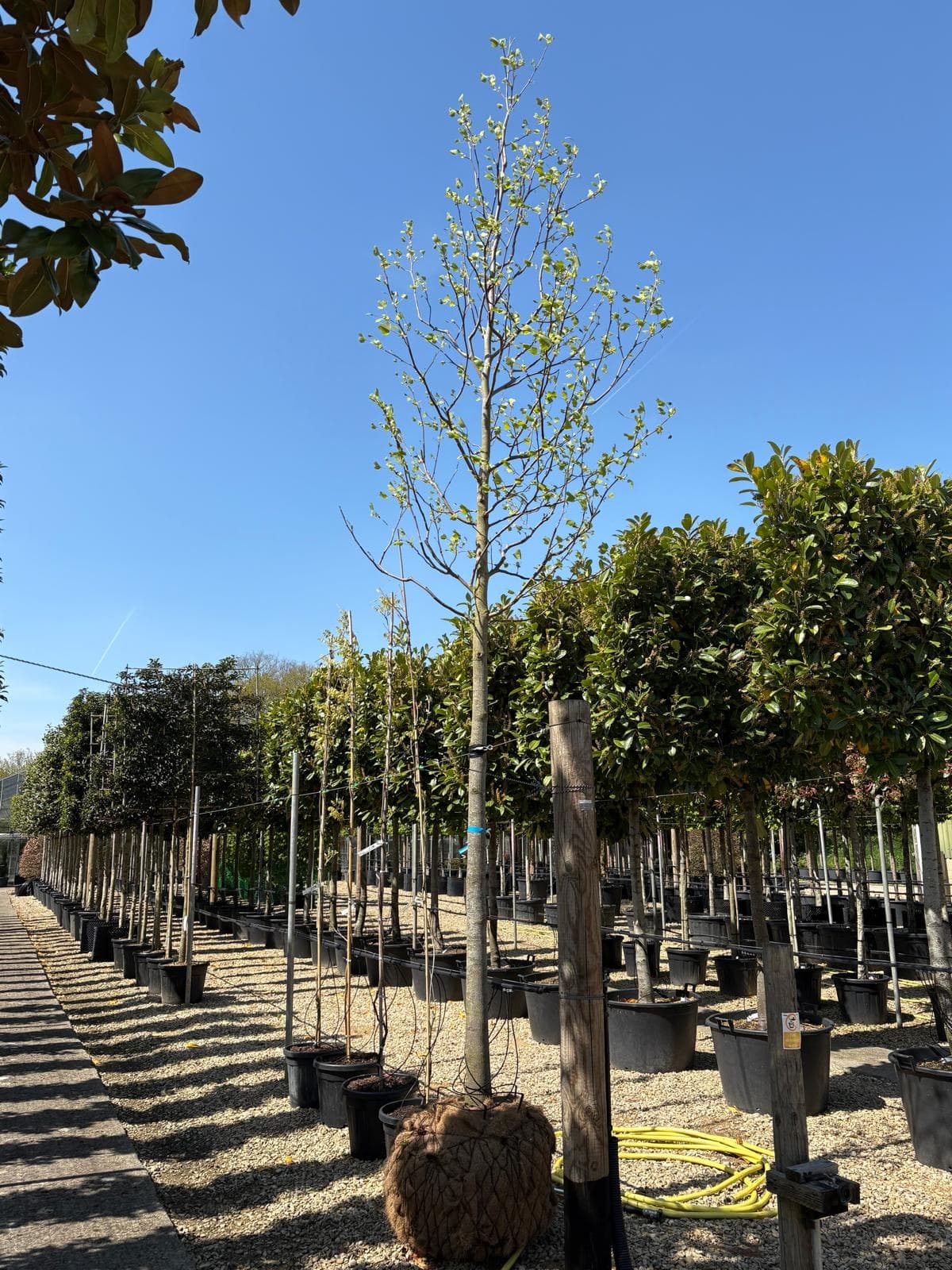 Specimen tree portrait at Hedgeworx nursery