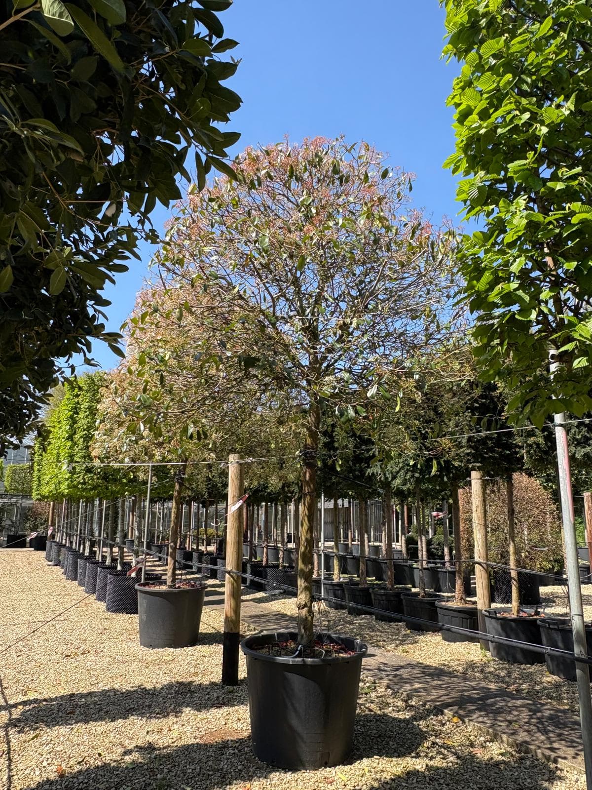 Specimen tree portrait at Hedgeworx nursery
