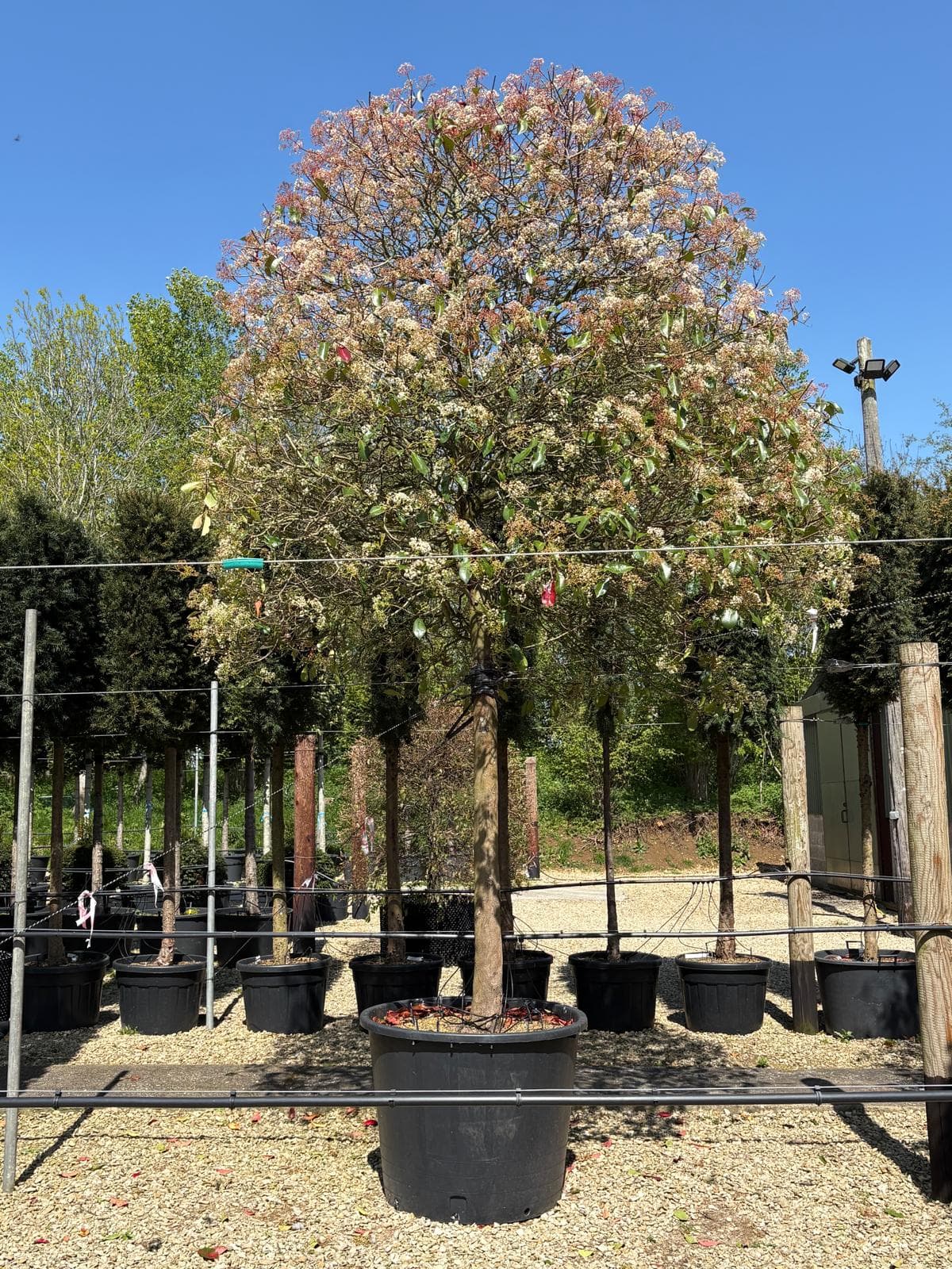 Specimen tree portrait at Hedgeworx nursery