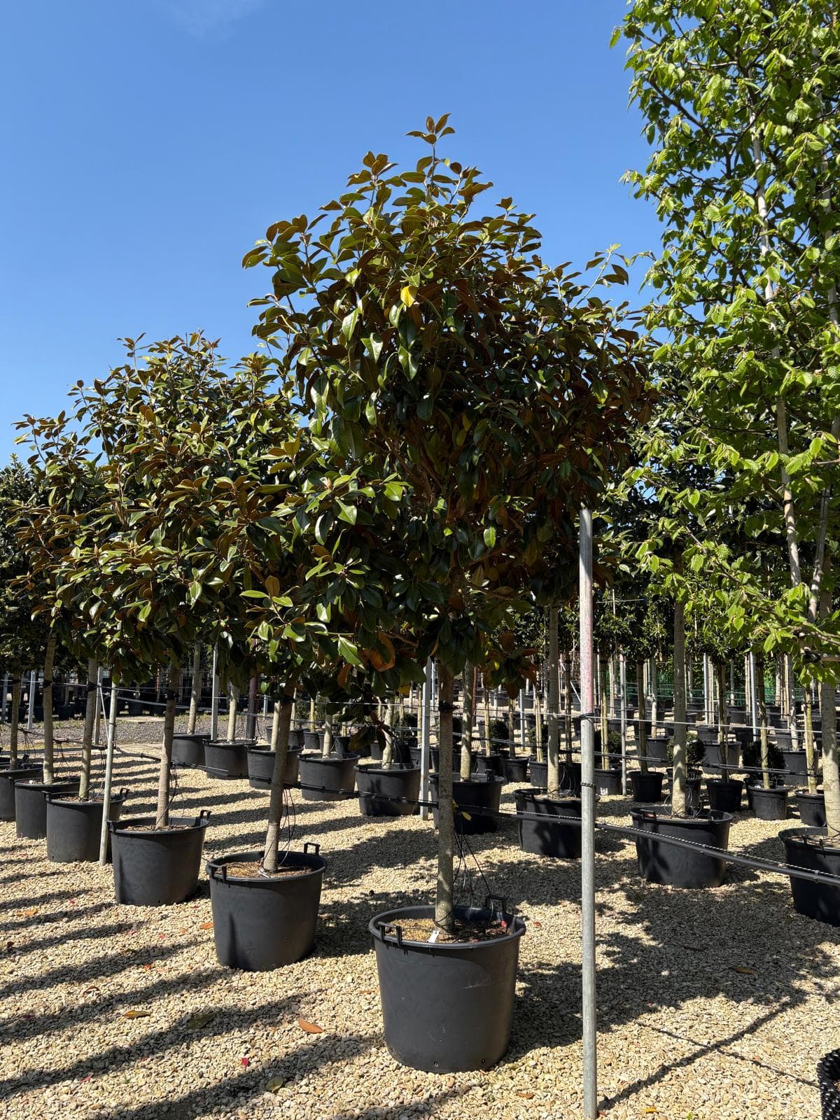 Specimen tree portrait at Hedgeworx nursery