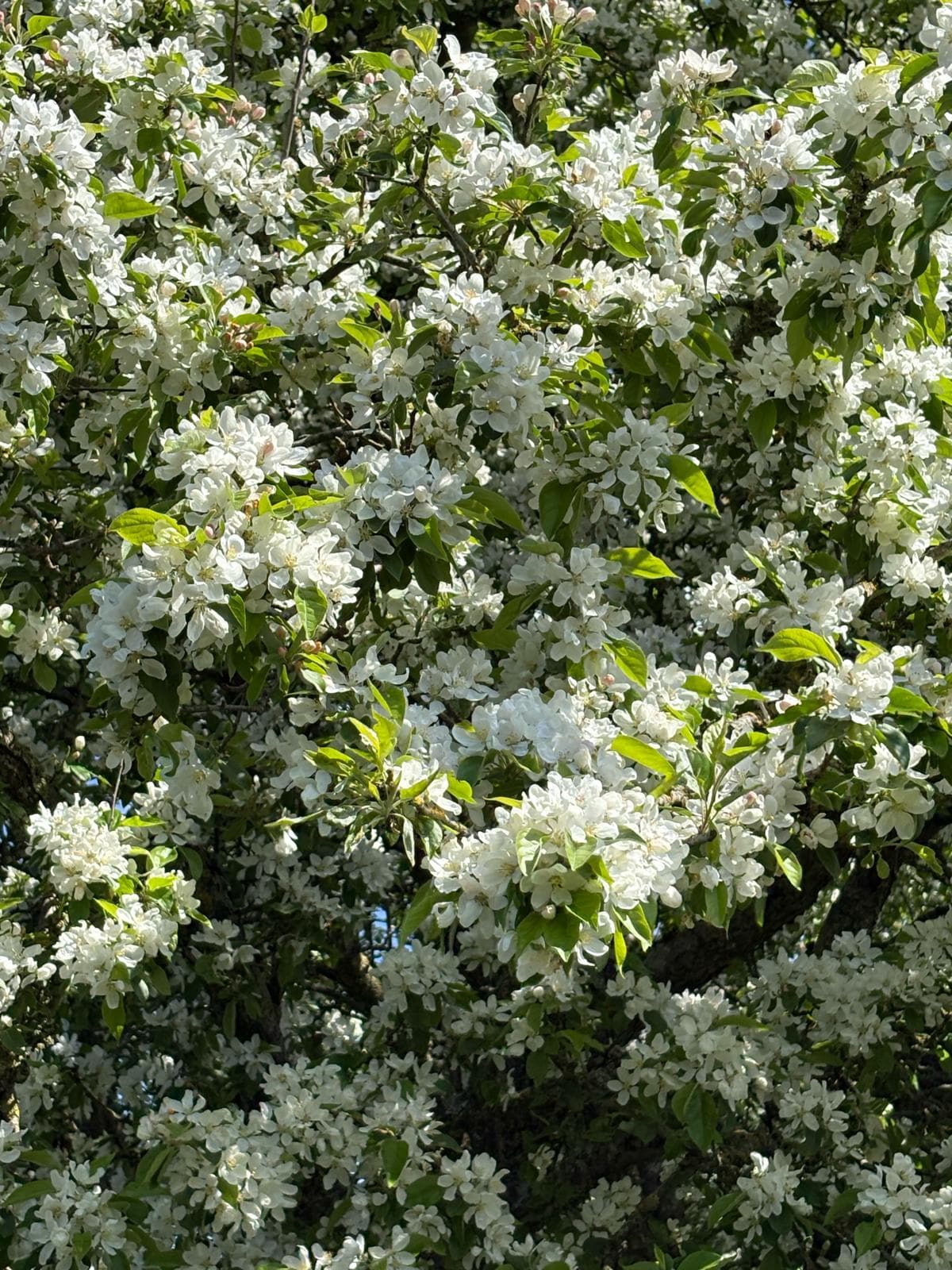 Malus (Crab Apple) white blossom close-up in full flower