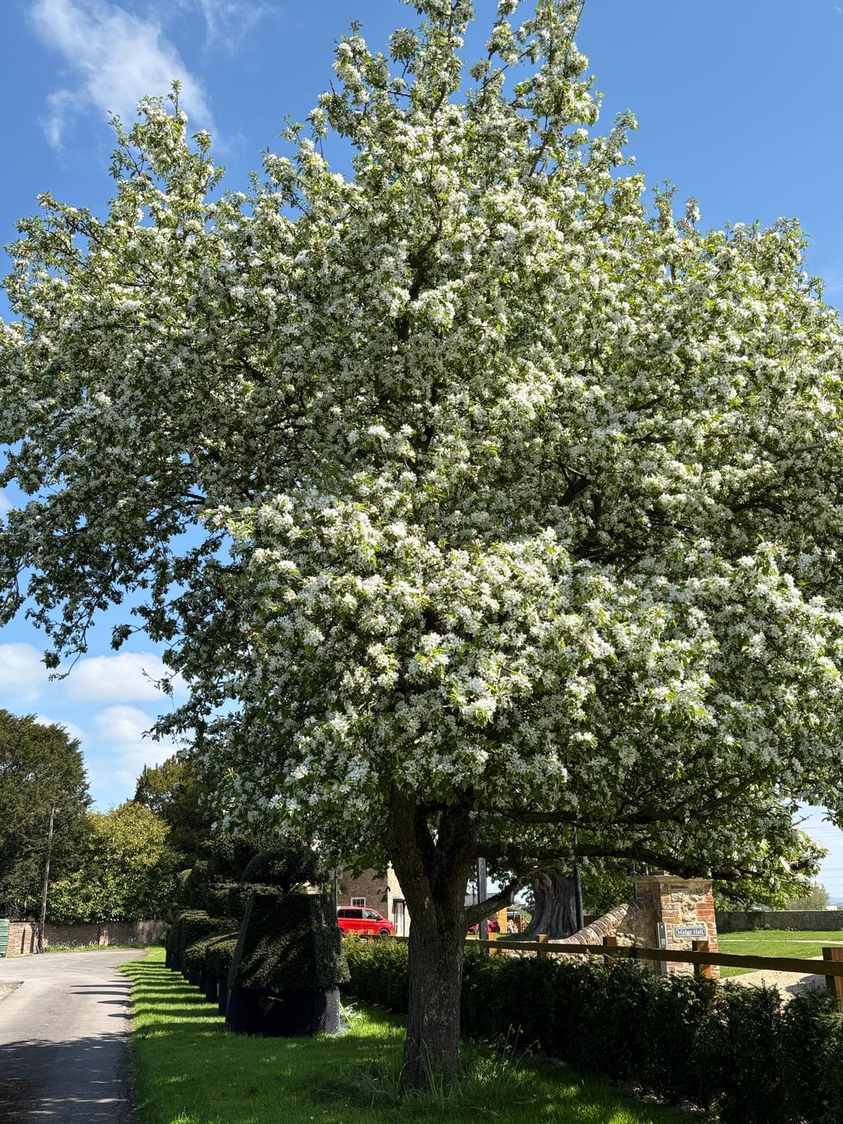 Standard Malus (Crab Apple) in full white blossom from angle view